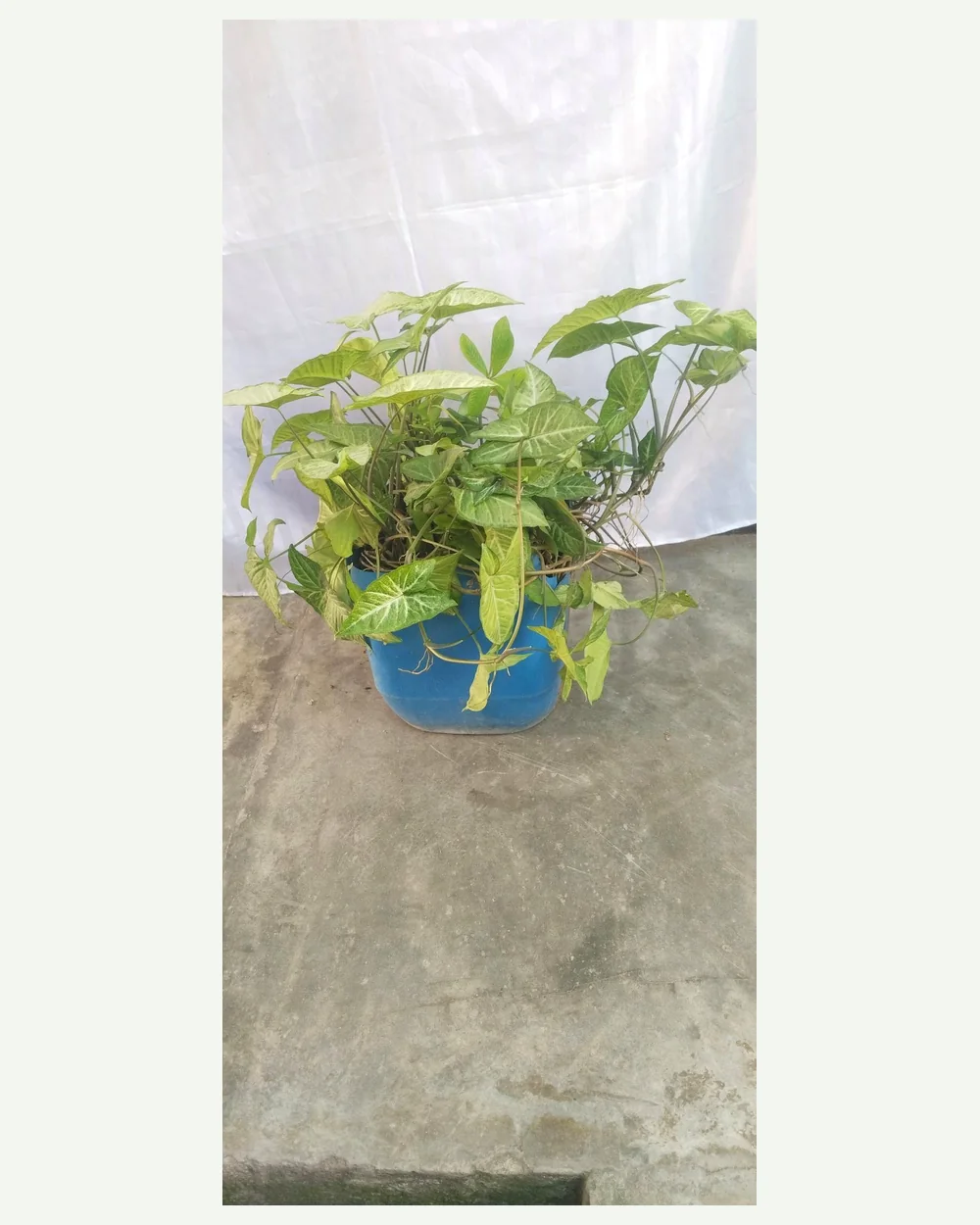 Singonia