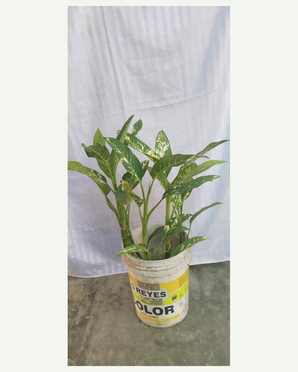 Patiquina