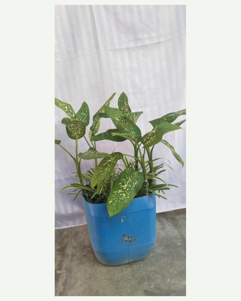 Patiquina